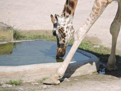长颈鹿, 水, 动物园, 布拉格动物园