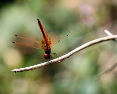 蜻蜓, 昆虫, 翼, 飞, bug, 野生, 脆弱