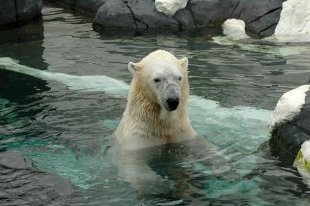 北极熊, 圣地亚哥动物园, 动物园, 一种动物, 熊, 野生动物, 水
