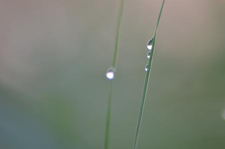 草, 罗莎, 叶片, 湿法, 一滴, 草甸, 雾
