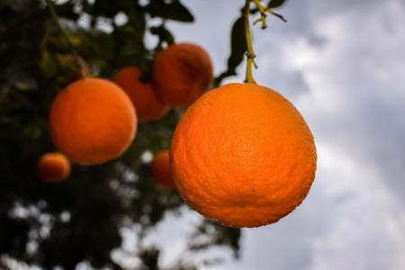 橙色, 水果, 健康, 新鲜, 农业
