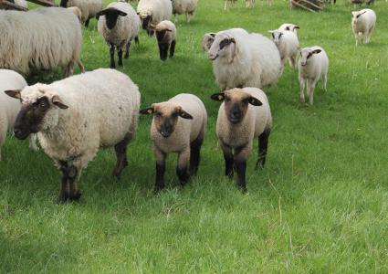 伐黑头羊, 羊, 羔羊, 群羊, 动物的孩子们, 春天, 草甸
