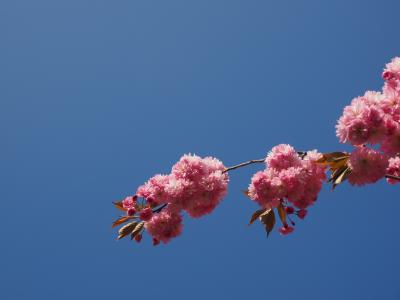 樱花, 日本樱桃, 气味, 开花, 绽放, 日本樱花, 观赏樱桃