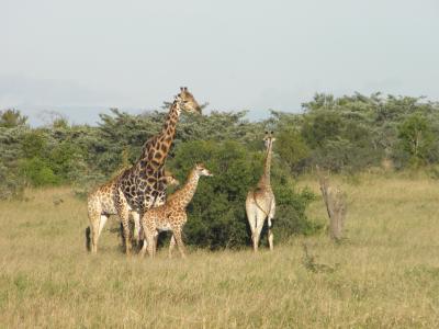 长颈鹿, 非洲, 自然, 野生动物, 动物, 野生动物园, 非洲