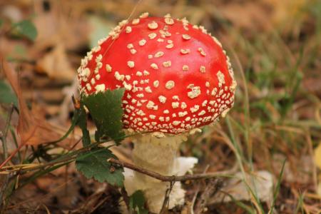 红色, 蘑菇, 红色蘑菇, 飞金顶, 草, 小, 蘑菇