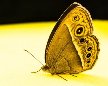 蝴蝶, 昆虫, 蝴蝶-昆虫, 自然, 动物, 动物的翼, 大自然的美