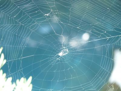 网络, 蜘蛛, 自然