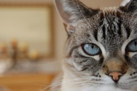 猫, 蓝色的眼睛, 猞猁点暹罗, 猫科动物, 眼睛, 灰色, 宠物