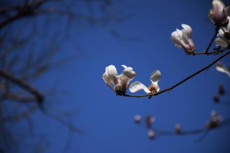 玉兰花, 白色, 蓝色