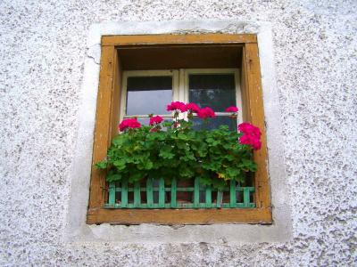 旧的窗口, 天竺葵老窗口, 老房子, 花