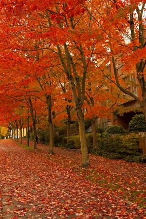 秋天, 干枯的树叶, 秋天, 叶子, 路径, 树木