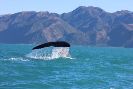 驼背鲸, 鲸鱼尾巴, 凯库拉, 新西兰