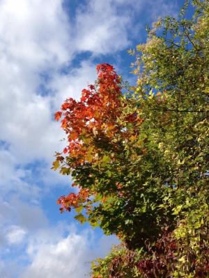 枫树, 秋天, 叶子, 多彩, 彩色, 天空, 蓝色