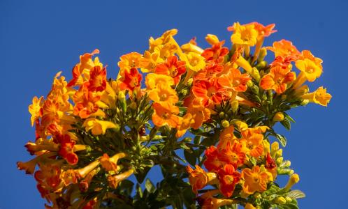果酱灌木, streptosolen 菊, 花, 绽放, 橙色, 热带, 花园
