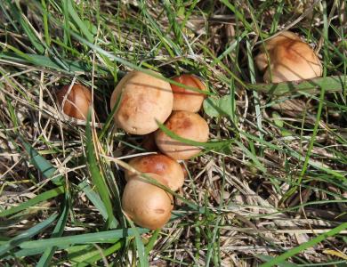 蘑菇, boletes, 真菌, 颗粒-牛, schmerling, suillus granulatus, 站立蘑菇