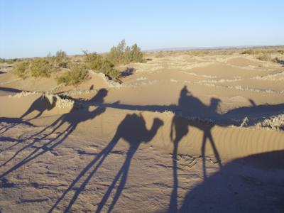 撒哈拉沙漠, 摩洛哥, 沙漠, 荒芜, 沙子, 热, 骆驼