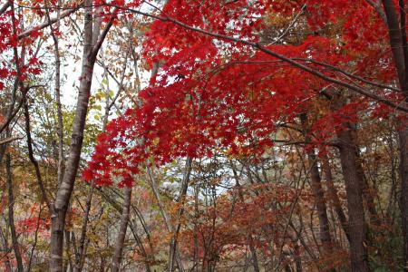 秋天, 秋天的落叶, 木材