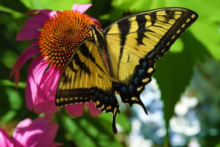 蝴蝶, 自然, 花园, 鳞翅目昆虫, 植物区系, 夏季, 多彩