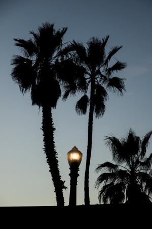 棕榈树街灯