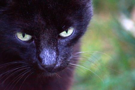 猫, 动物, 猫的眼睛, 猫的脸, 猫头, 黑猫, 猫科动物