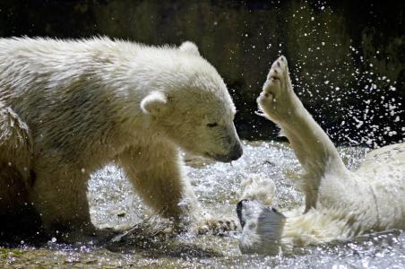 北极熊, 北极熊孩子, 极地, 白色, 熊, 戏剧, 水
