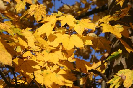 秋天的落叶, 枫树, 黄色