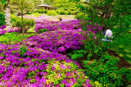 植物园, 日本花园, 景观, 杜鹃, 粉色, 花, 花园