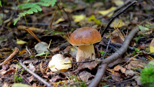 cep, 森林, 秋天, 自然, 森林蘑菇