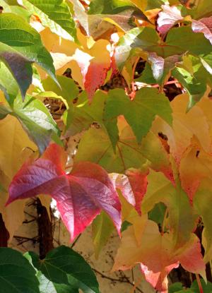 秋天, 叶子, 金色的秋天, 葡萄树, 红色, 黄色, 绿色