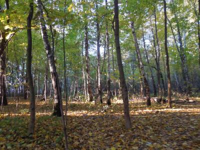 森林, 秋天, 自然, 树, 叶, 户外, 赛季