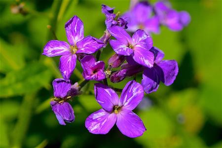 花, 紫色, 自然, 春天, 植物, 白色, 自然