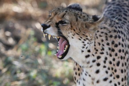 猎豹, 纳米比亚, 野生, 自然, 野生动物, 非洲, 摄影野生