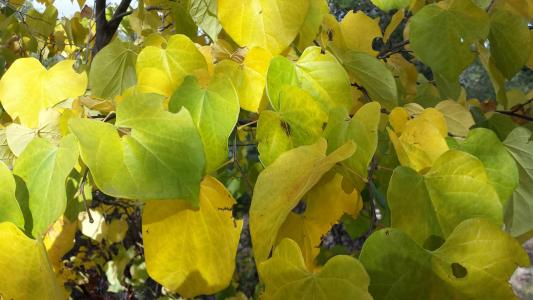 叶子, 秋天, 季节性, 绿色, 黄色, 树叶飘零, 多彩