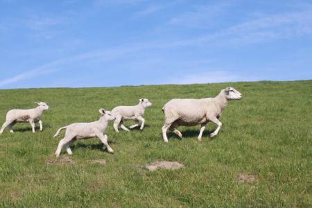 羊, 堤羊羔, 动物, 堤防, nordfriesland, 草甸, 农场
