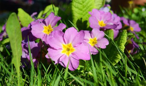 樱草, 花, 紫罗兰色, 自然, 植物区系, 春天, 植物