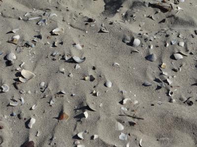 海滩, 沙子, 壳, 破碎, 米色, 海, 北