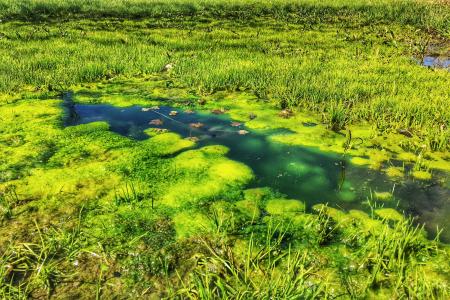 沼泽, 水, 池塘, 绿色, 自然, 户外, 草