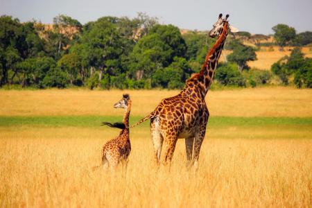 长颈鹿, 动物, 野生动物, 非洲, 宝贝, 母亲, 可爱