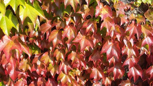常春藤, 秋天的色彩, 秋天, 秋天的颜色, 叶子, 秋天的树叶, 着色