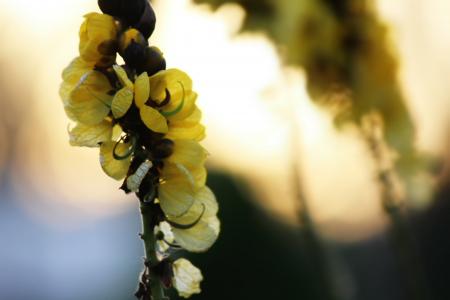 花, 黄色, 自然, 花香