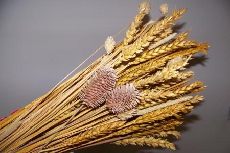 小麦, 夏季, 自然, 农业, 食品, 禾谷类作物, 作物