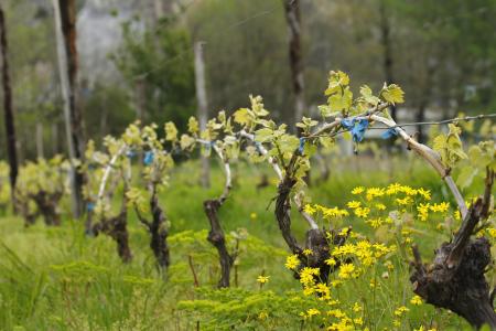 葡萄园, 春天, 自然, 葡萄树, 景观, 绿色, 葡萄酒