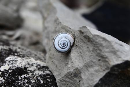 蜗牛, 石头, 螺旋, 壳, 关闭