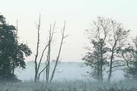 雾, 波兰, 早上, 景观, 自然, 草甸