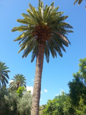 棕榈, 马斯帕洛马斯, 大加那利岛, 树, 自然, 棕榈树, 天空