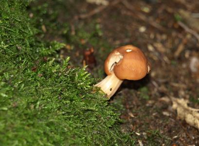 蘑菇, 森林蘑菇, 森林, 自然, 青苔, 真菌的物种, 森林的地面