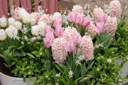 郁金香, 春天, 植物区系, 花, 粉色, 白色