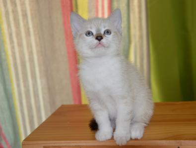 猫, 小猫, 眼睛, 猫科动物, 动物, 可爱, 白色