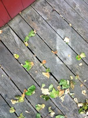 叶子, 圣克鲁兹, 秋天, 赛季, 木材, 甲板上