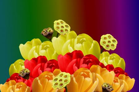 背景, 花, 彩色, 郁金香, 多彩, 花, 黄色的花